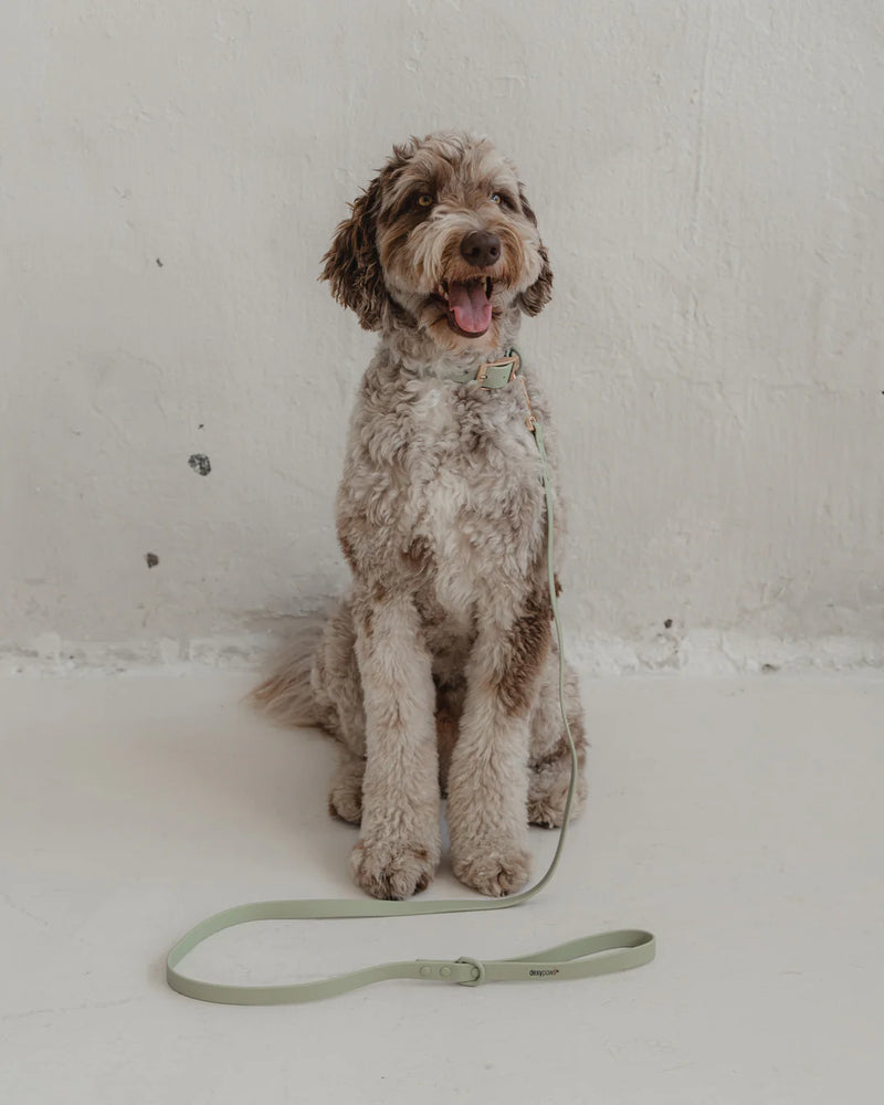 Dexypaws Waterproof Dog Leash Sage Green