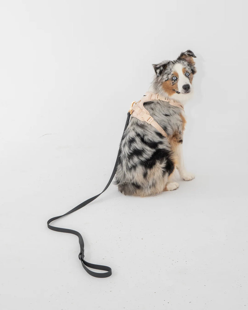 Dexypaws Waterproof Dog Leash Black