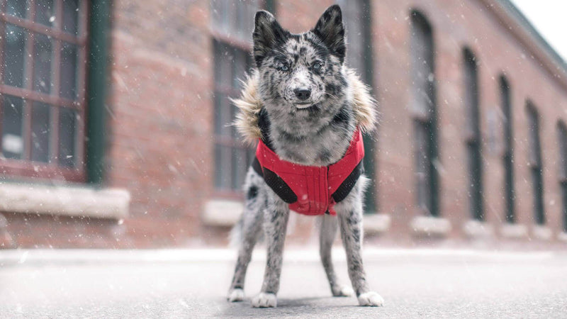 Canada Pooch North Pole Parka Red